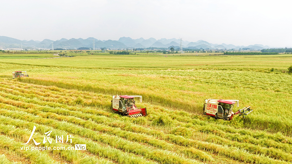 云南罗平：油菜迎丰收