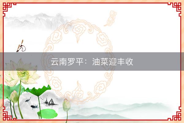 云南罗平：油菜迎丰收