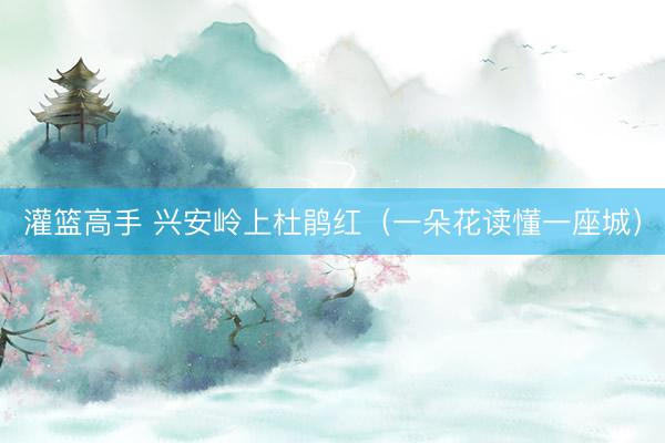 灌篮高手 兴安岭上杜鹃红（一朵花读懂一座城）